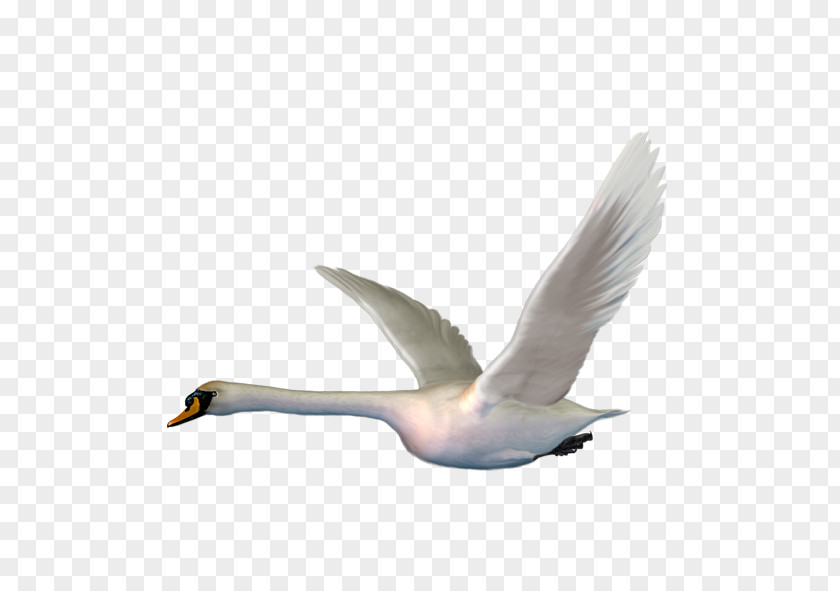 Ugly Duckling White Swan Cygnini Bird Clip Art PNG