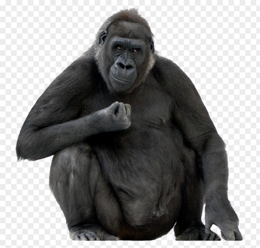 Gorilla Ape Stock Photography Stock.xchng Royalty-free PNG