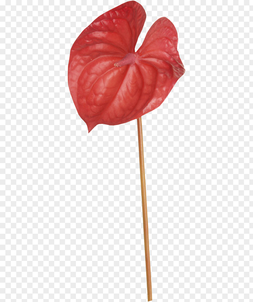 Leaf Petal PNG