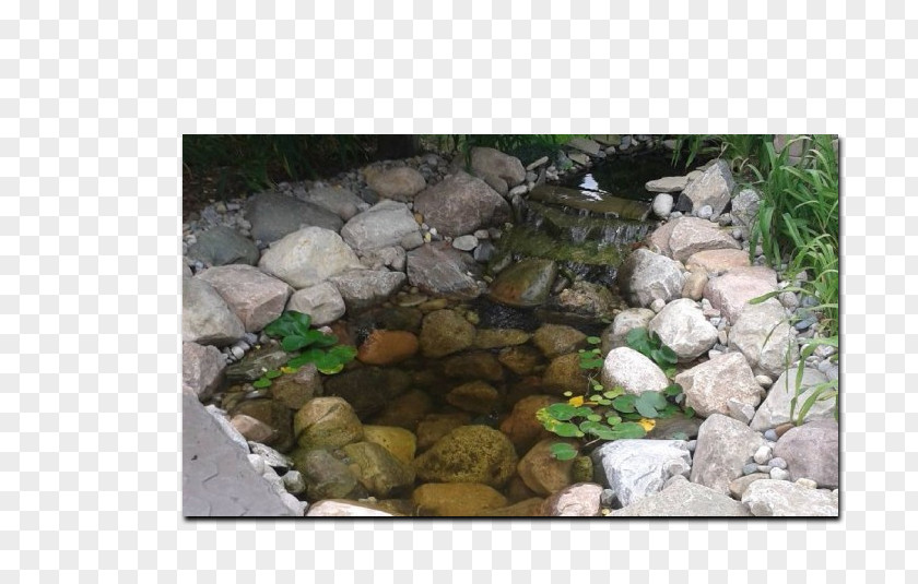 Pond Stone Fauna PNG