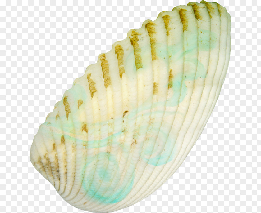 Seashell Clam Castle Conchology Clip Art PNG
