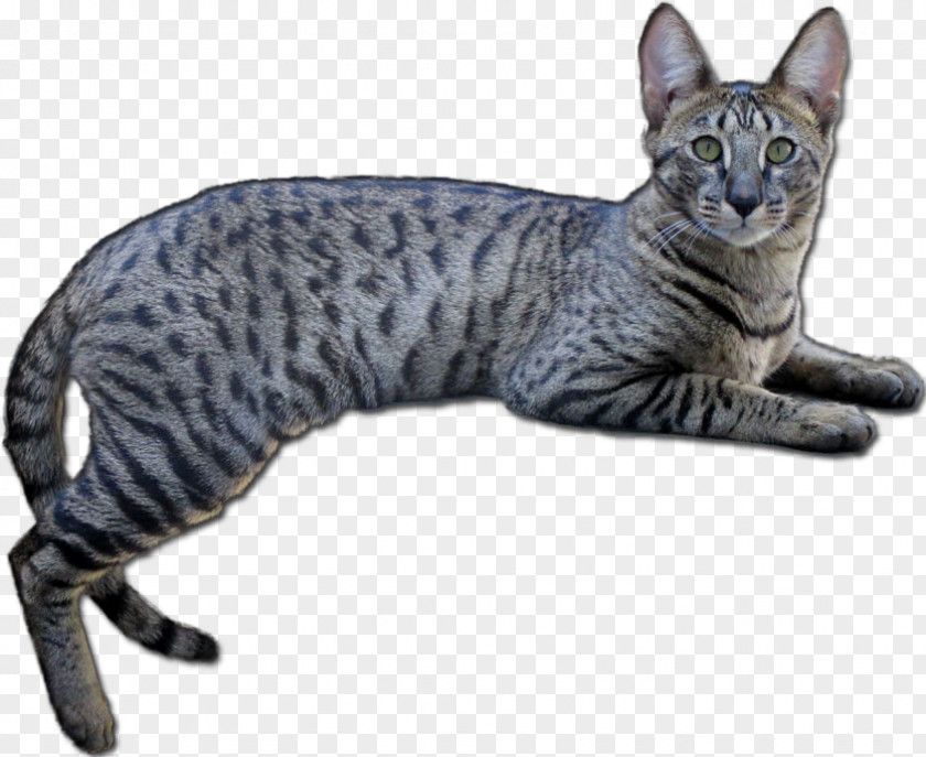 Short Haired Black Kitten Savannah Cat Dragon Li American Shorthair European Bengal PNG