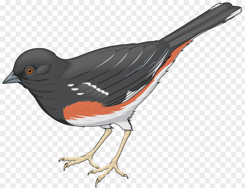 Birds Hummingbird Cuckoos Parrot Clip Art PNG