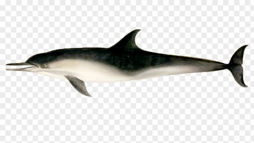 Hand-painted Dolphin Short-beaked Common Stenella Rough-toothed Tucuxi White-beaked PNG