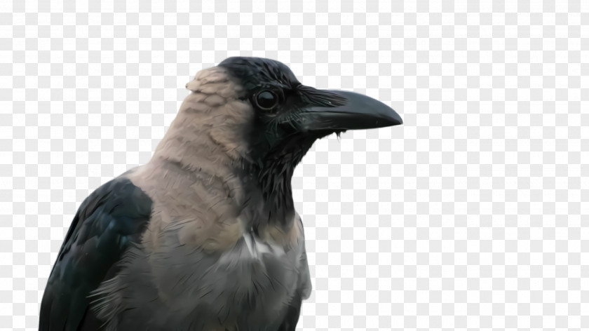 Perching Bird New Caledonian Crow Raven Beak PNG