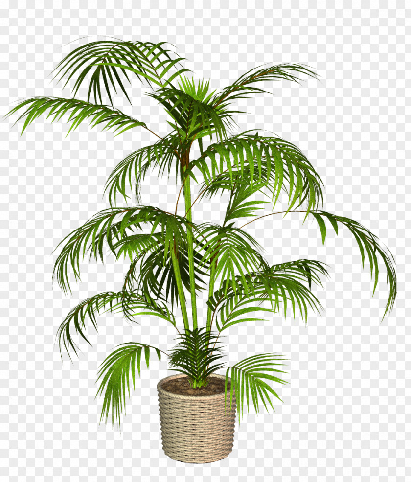 Plants Babassu Asian Palmyra Palm Trees PNG