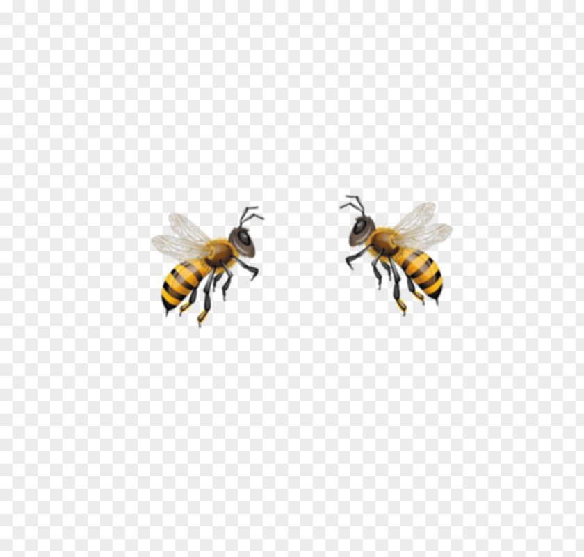 Bee Honey Hornet Bumblebee Wasp PNG