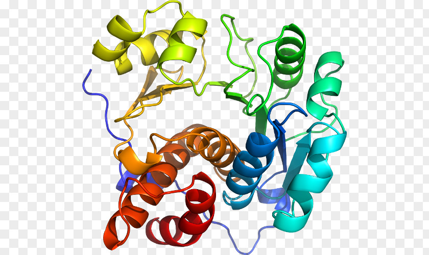 Corticotropinreleasing Hormone Receptor 1 Clip Art Product Organism Line PNG