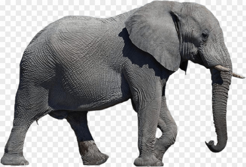 Elephants African Elephant Clip Art Desktop Wallpaper PNG
