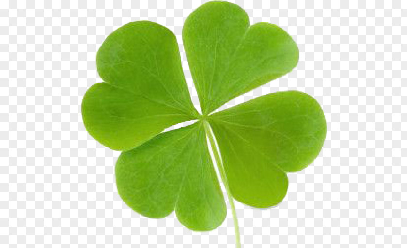 Four-leaf Clover Shamrock Luck Image Saint Patrick's Day PNG