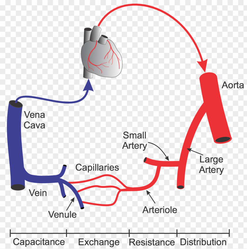 Heart Blood Vessel Capillary Systemic Circulation Circulatory System PNG
