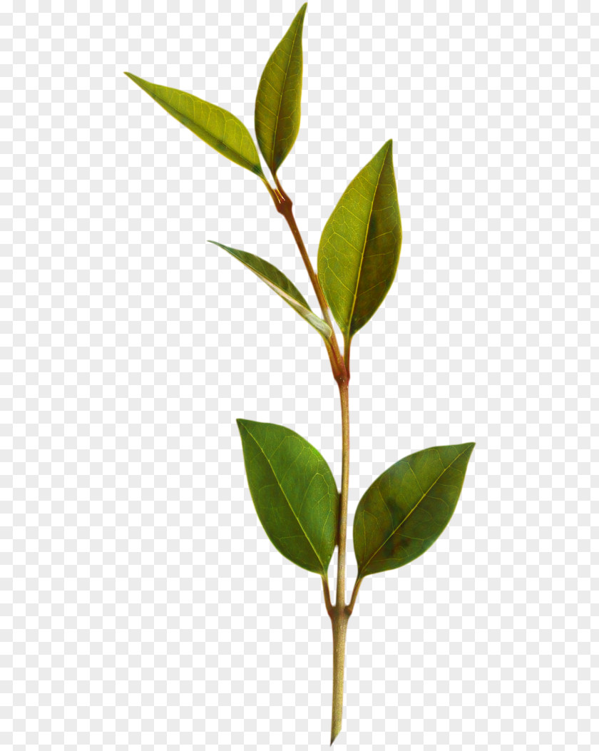 Twig Laurel Family Tree Background PNG
