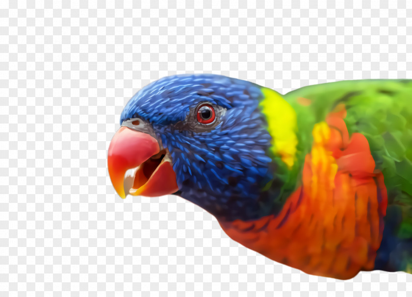 Wing Lovebird Colorful Background PNG