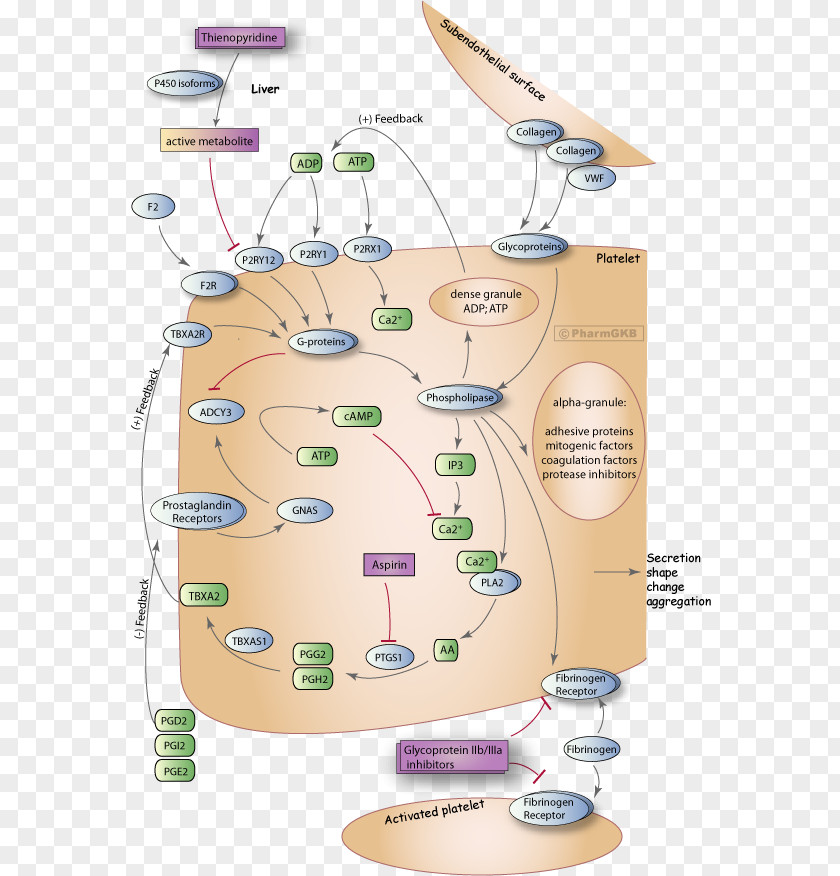 Blood Platelet Coagulation Vessel Thromboxane PNG