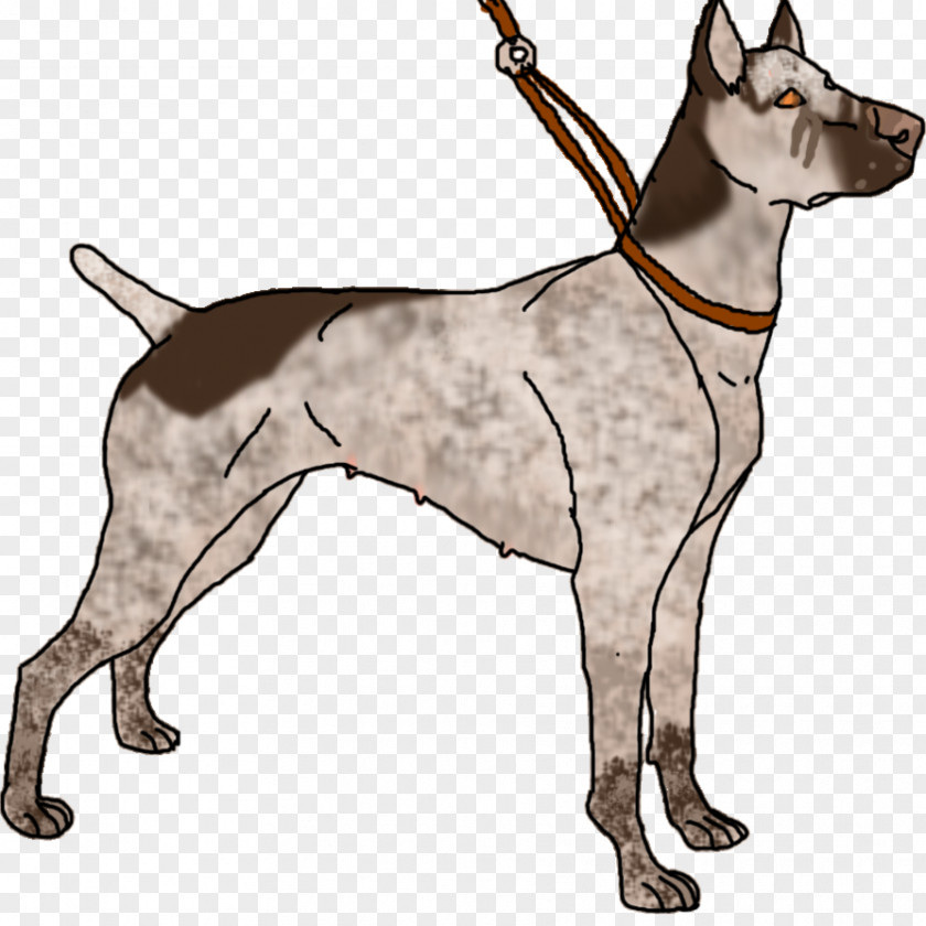 Cat Dog Breed Great Dane Jack Russell Terrier German Shepherd Border Collie PNG