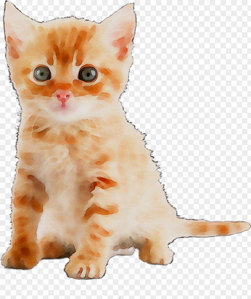 Cat Kitten Desktop Wallpaper Image PNG