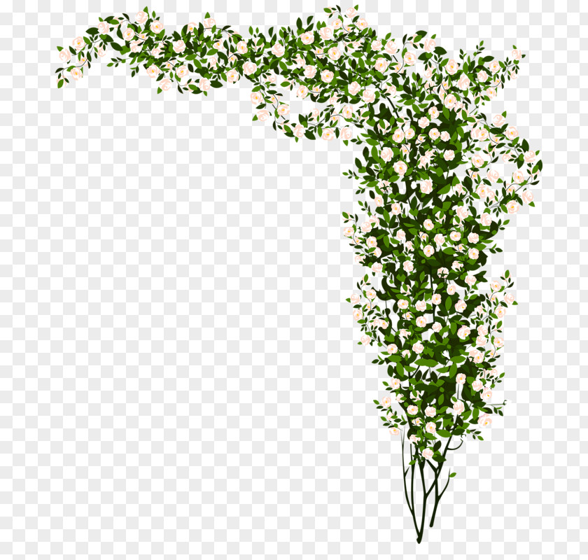 Flowers Plants Plant Flash Video Matroska PNG