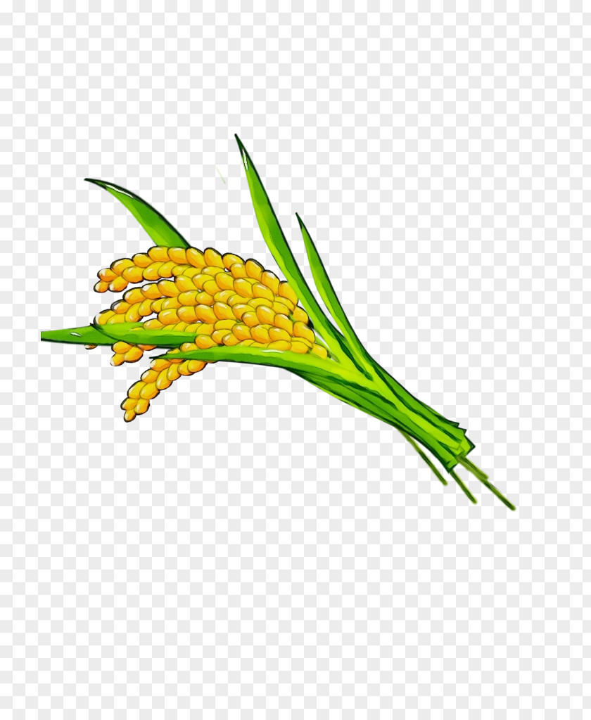 Plant Stem Commodity Flower Grain PNG