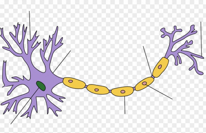 Brain Biological Neuron Model Artificial Neural Network Action Potential PNG