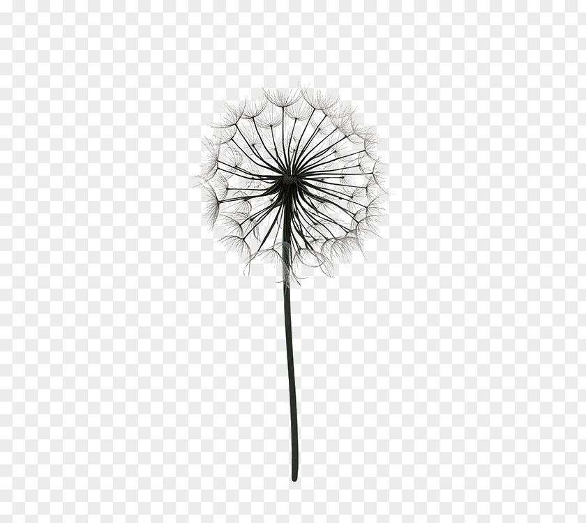 Cartoon Dandelion Paper Drawing Poster Black And White PNG