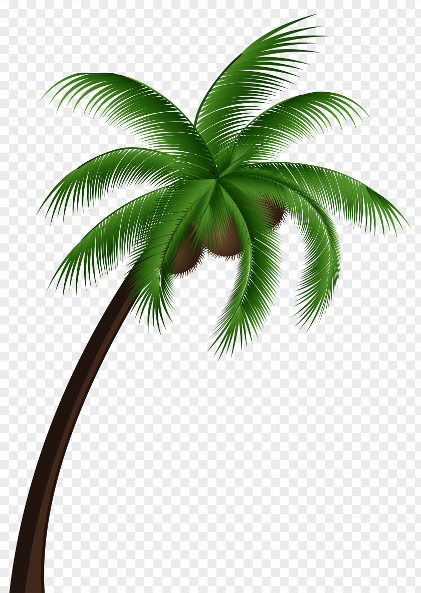 Coconut Tree Arecaceae Clip Art PNG