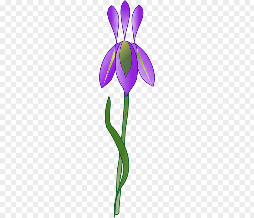Flower Iris Versicolor Clip Art PNG