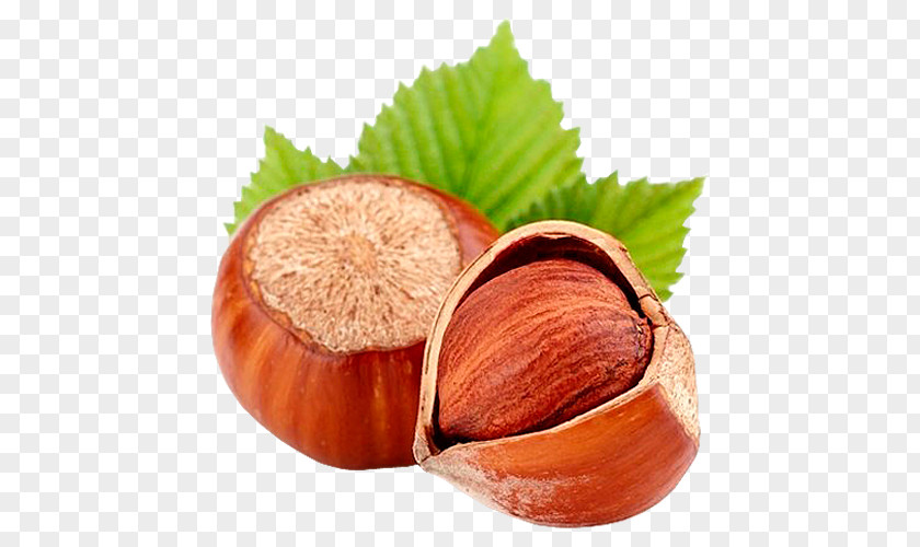 Hazelnut Flavor Food Common Hazel PNG