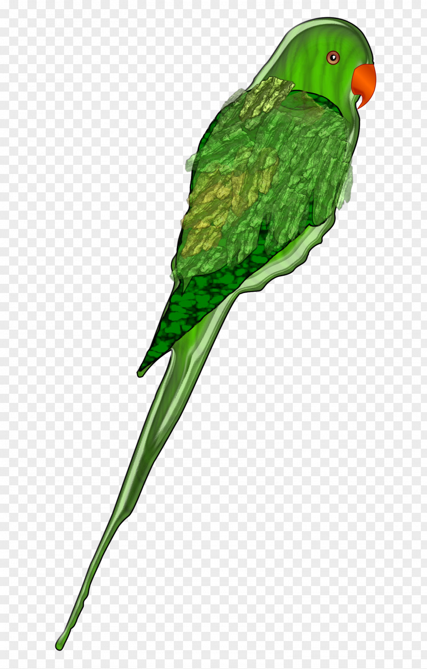Parrot Bird Budgerigar Parakeet Clip Art PNG