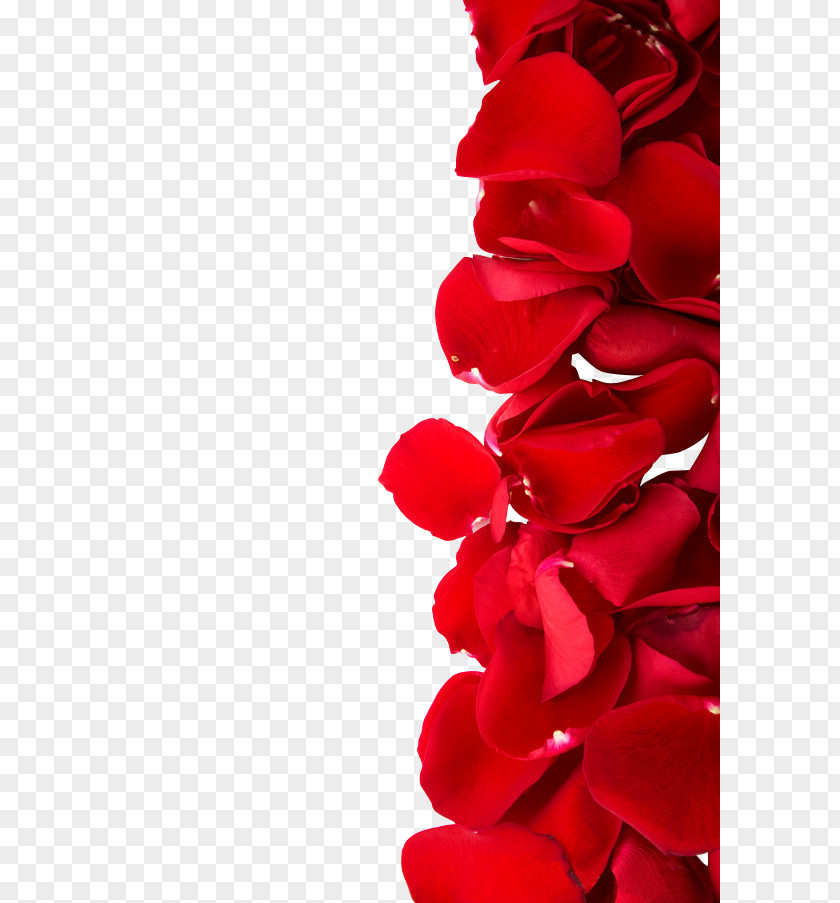 Petal,rose,Valentine's Day,Women's Day Beach Rose Red Color Dia Dos Namorados Photography PNG