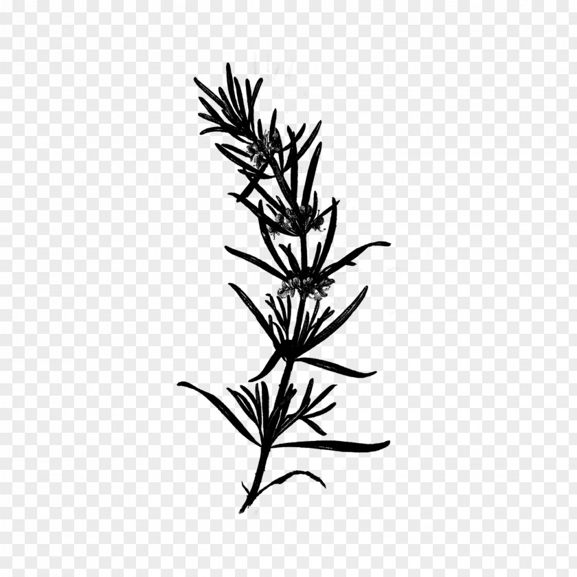 Plant Stem Leaf Flower Font Grasses PNG