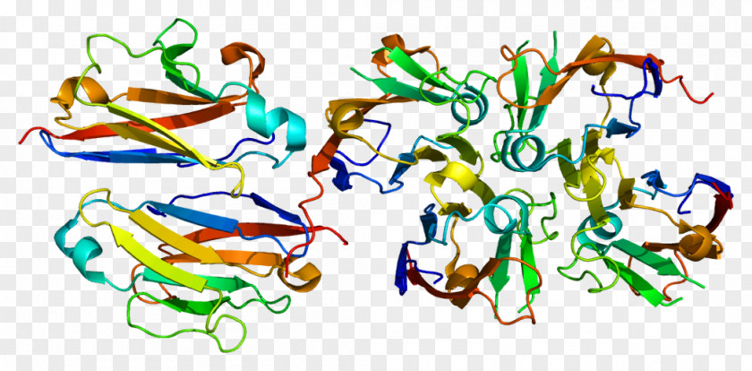 Polymeric Immunoglobulin Receptor Protein Antibody Wikipedia A PNG