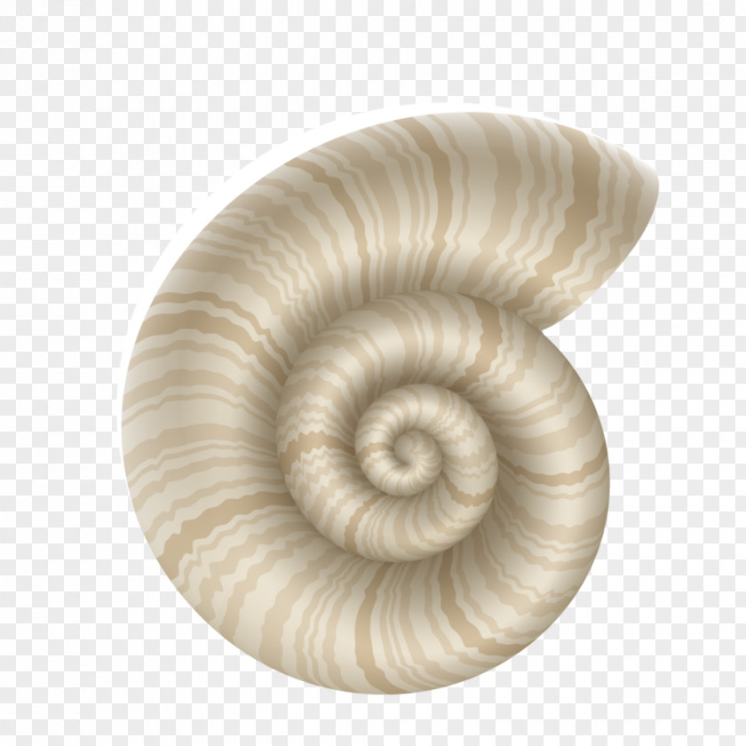 Seashell Marine Mollusc Shell Conchology PNG