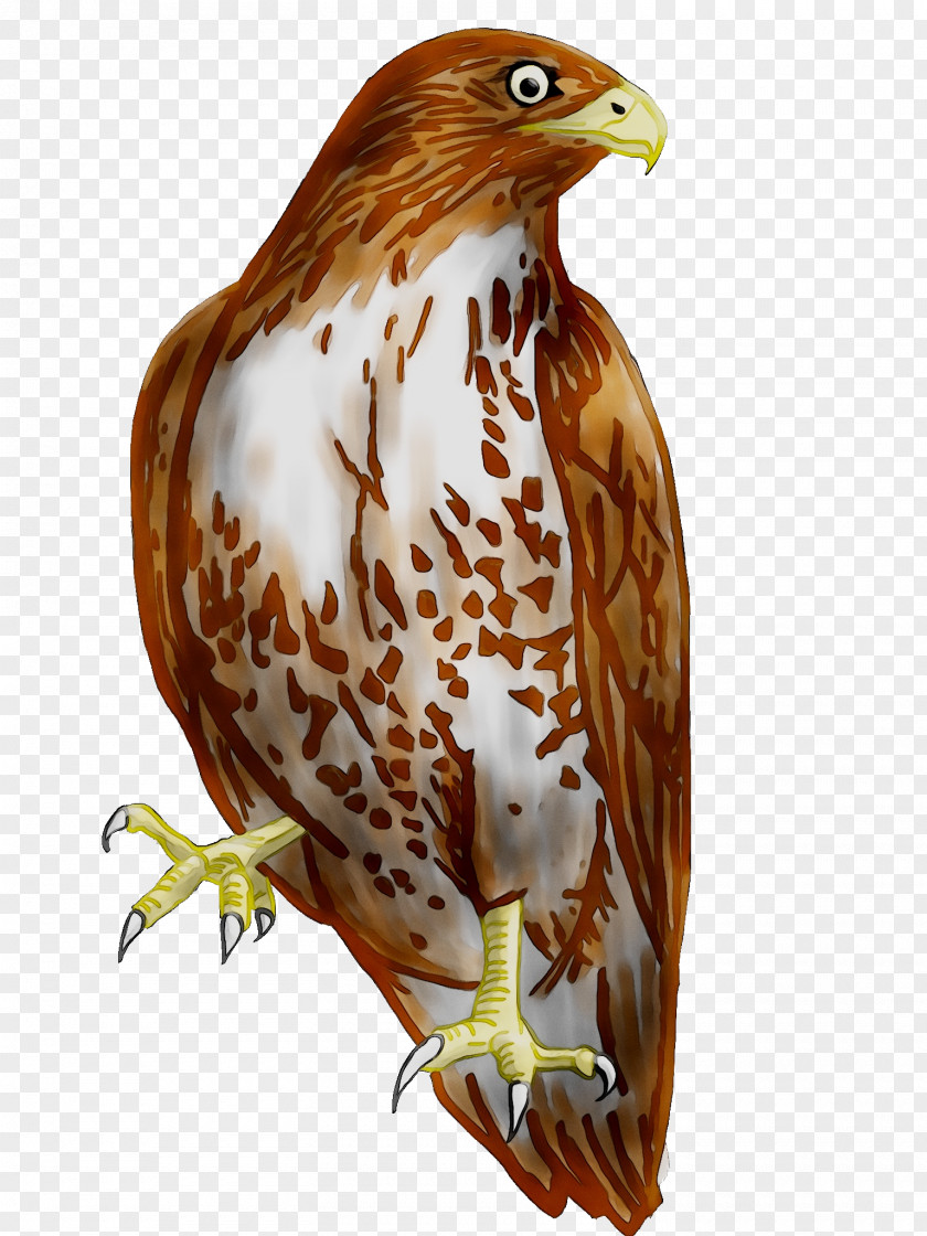 Clip Art Cooper's Hawk Bird Portable Network Graphics PNG