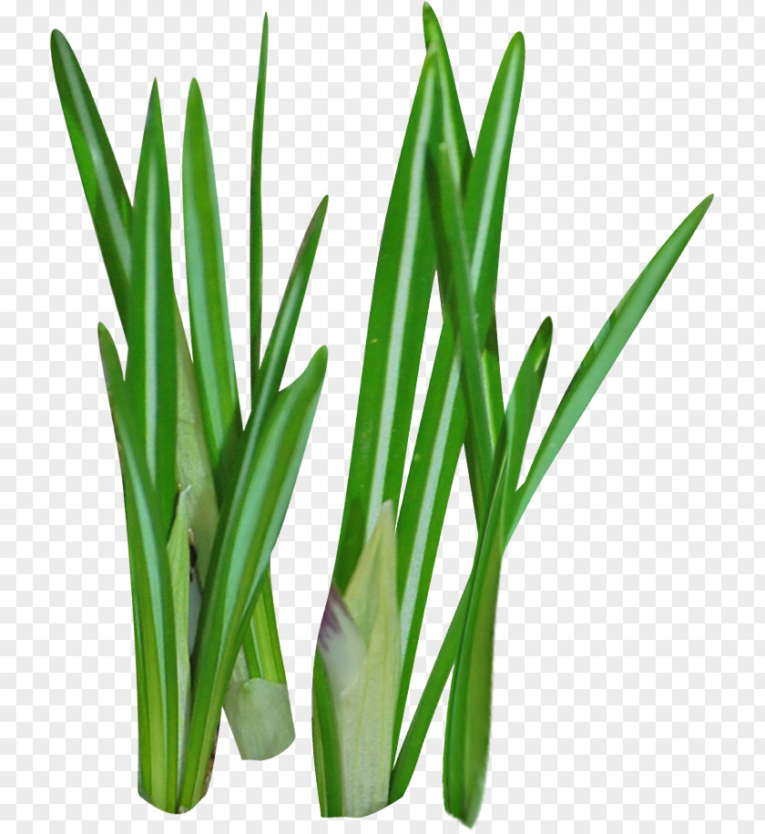Plant Weed Grass Clip Art PNG