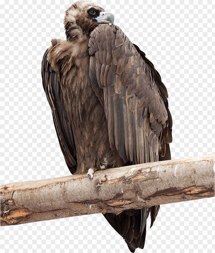 Birds Vulture Bird Advertising Photography Clip Art PNG