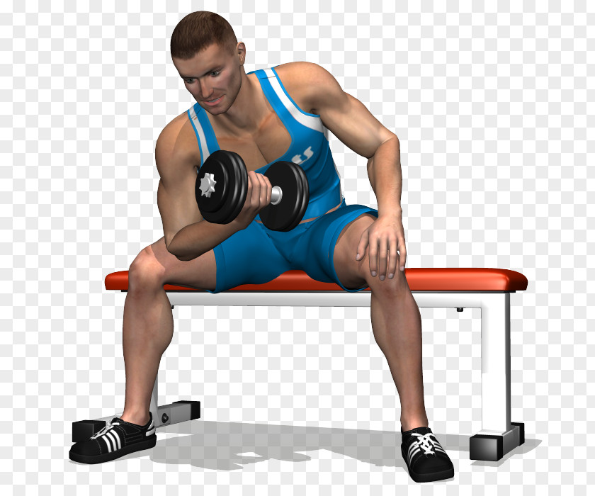 Dumbbell Biceps Curl Bench Flexion Marteau PNG