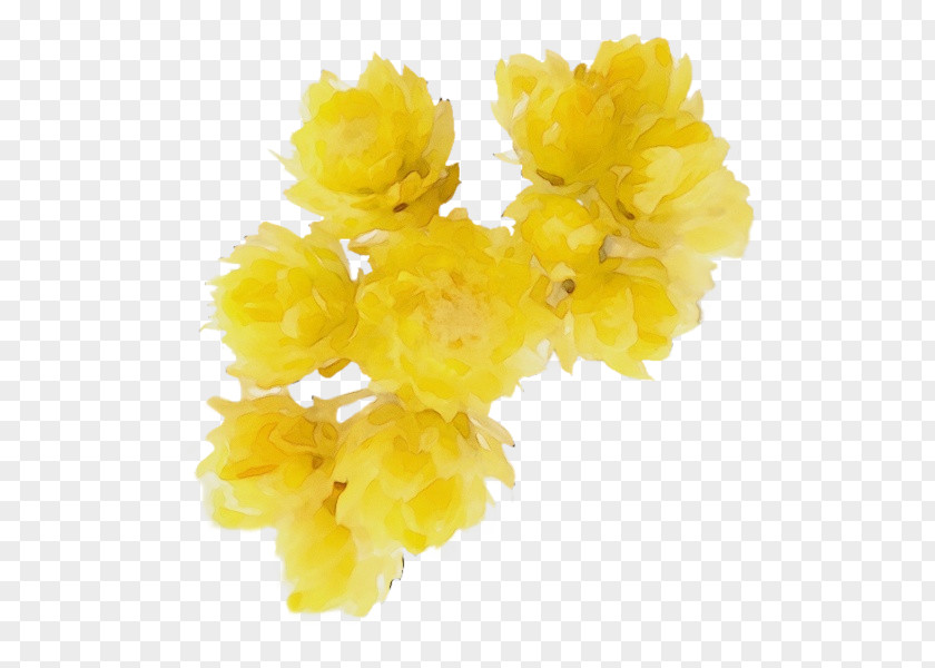 Petal Cut Flowers Yellow Flower Plant PNG