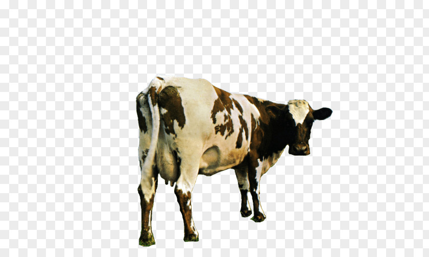 Pink Floyd Atom Heart Mother PNG Mother, white and black cattle clipart PNG