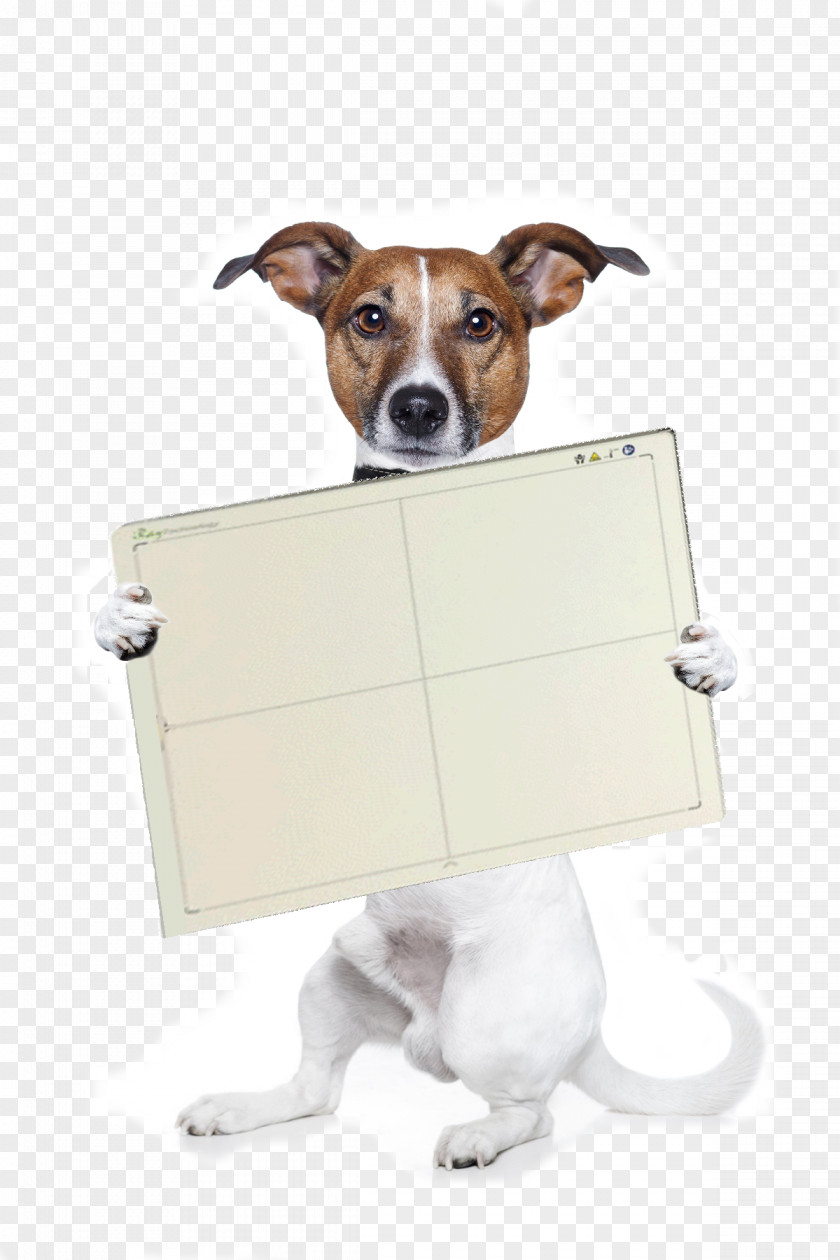 Puppy Jack Russell Terrier Airedale Stock Photography PNG