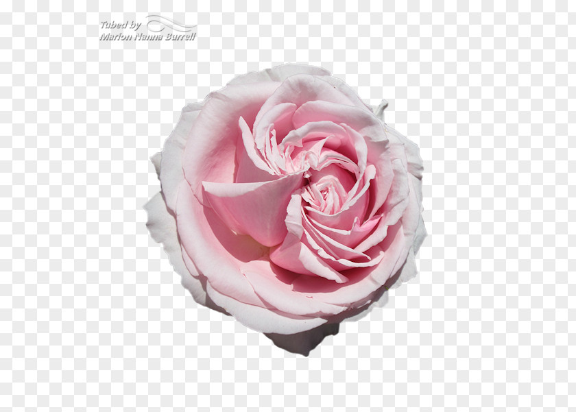 Roser Garden Roses Cabbage Rose Floribunda Moody National Bank Cut Flowers PNG