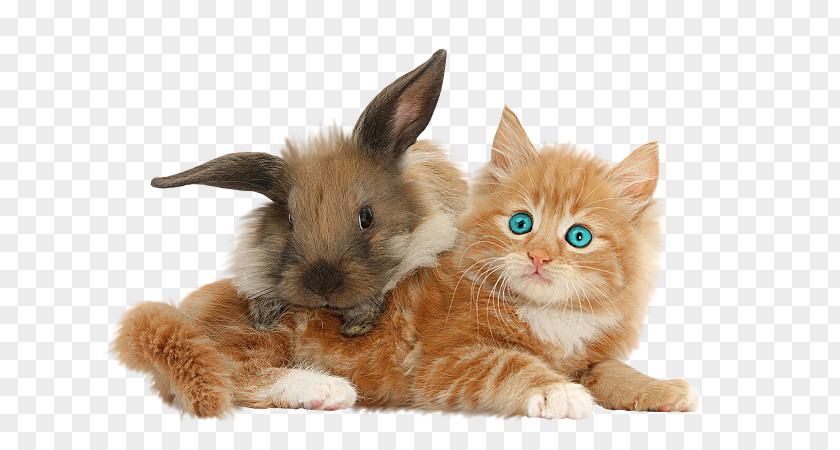 Shi Tzu Kitten Domestic Rabbit Maine Coon Abyssinian Cat PNG