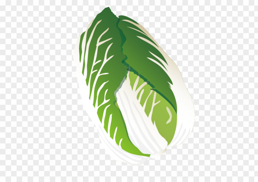 Vector Cabbage Chinese Leaf PNG