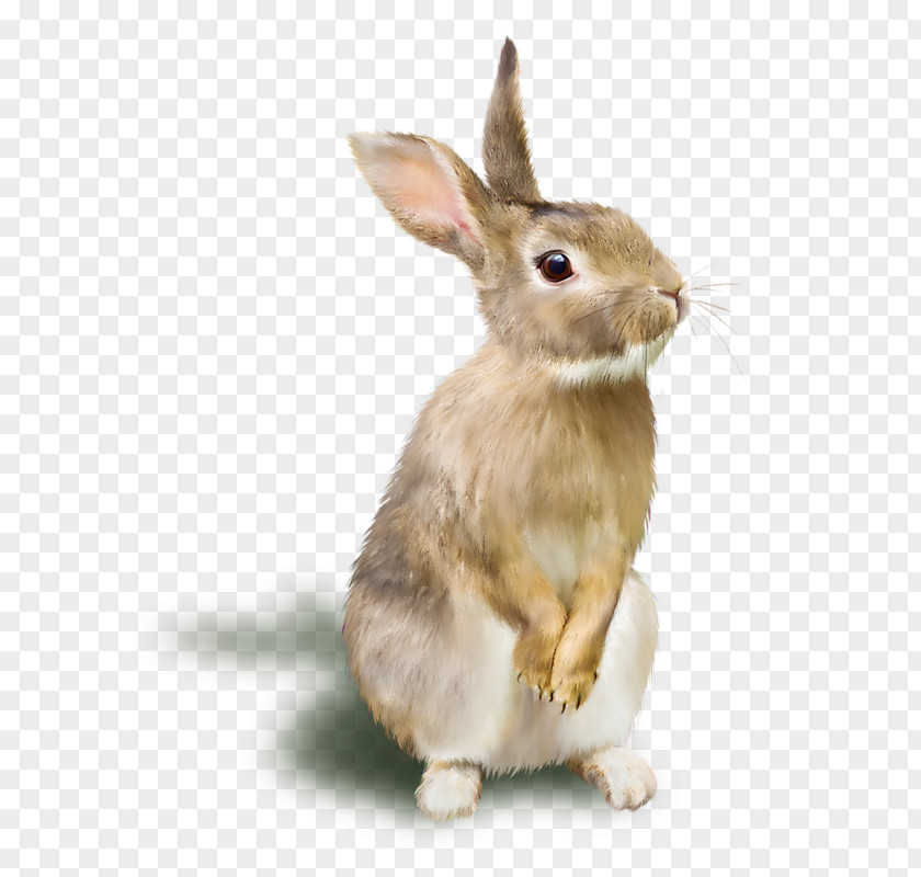 Animal Mall Domestic Rabbit TIFF PNG