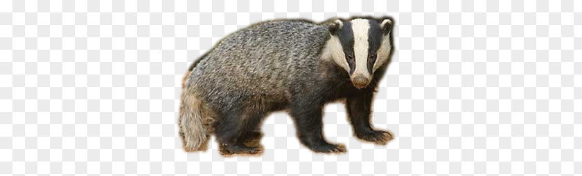 Badger PNG Badger, badger clipart PNG