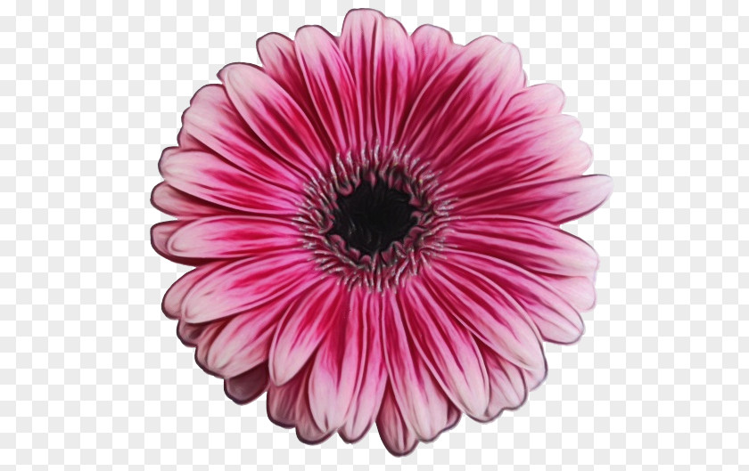 Daisy Family Cut Flowers Barberton Gerbera Flower Petal Pink PNG
