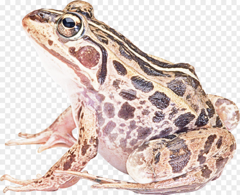 Frog True Toad Bullfrog Northern Leopard PNG
