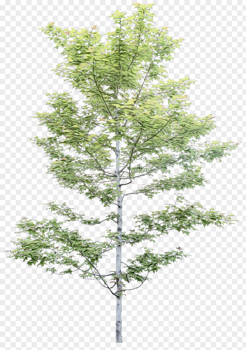 Plant Stem Canoe Birch Family Tree Silhouette PNG