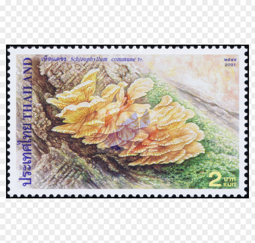 Schizophyllum Commune Postage Stamps Painting Flower Mail PNG