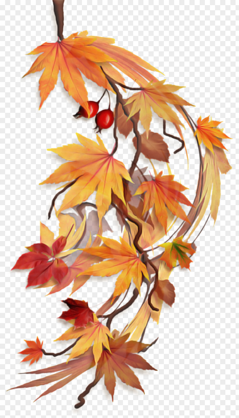 Sweet Gum Deciduous Maple Leaf PNG