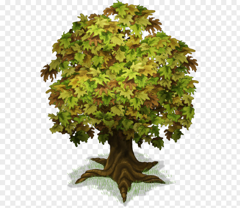 Tree Plant Trunk PNG